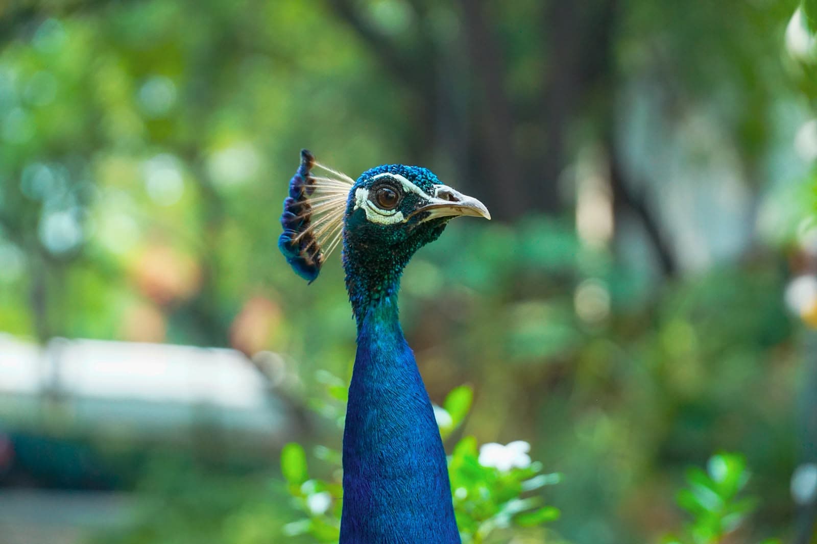 A peacock turning its head, its blue neck sharp against a soft green garden.