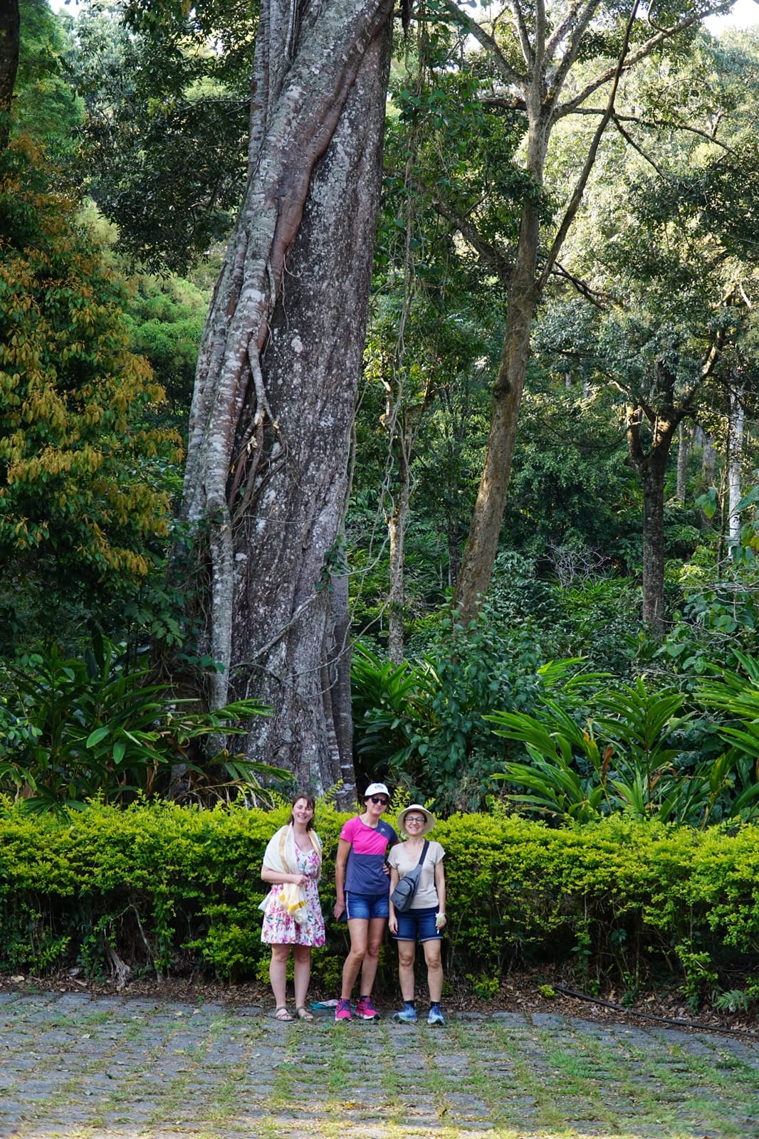 Trekkers standing beneath a towering forest tree on a shaded trail.