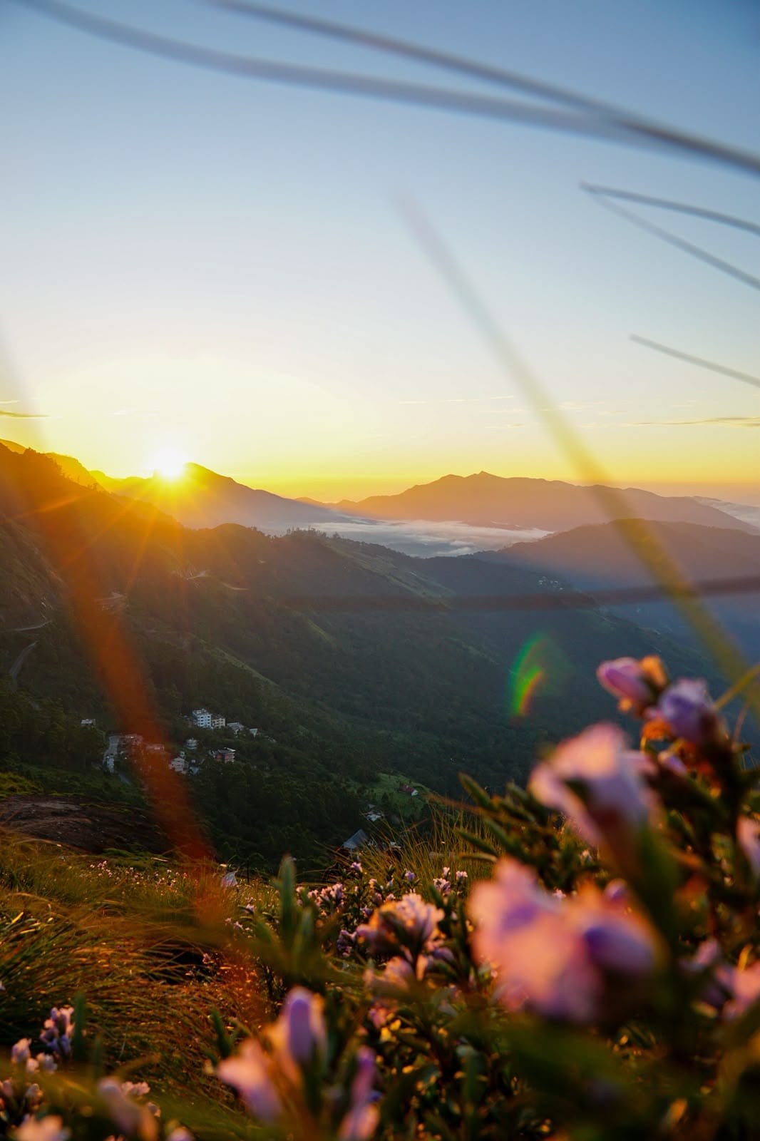Sunrise over misty ranges seen through wildflowers on a hillside.